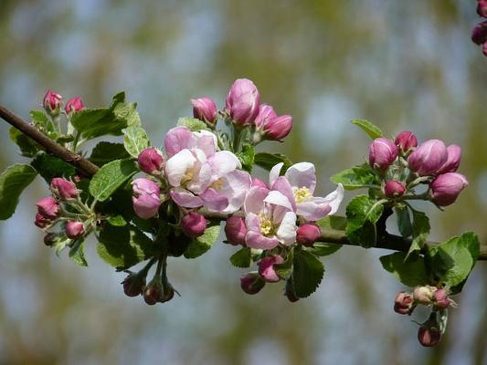 Apfelblüte Knospe Frühjahr