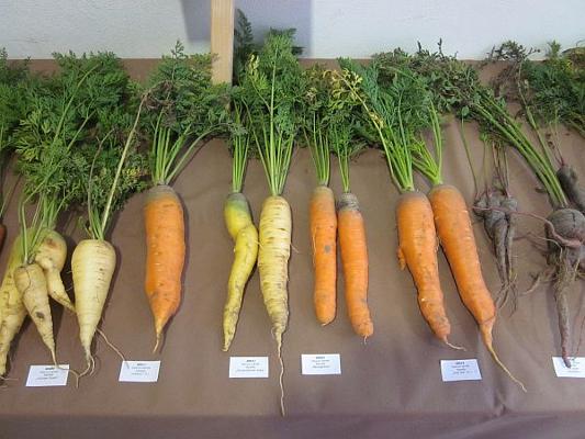 Karottensorten Vielfalt