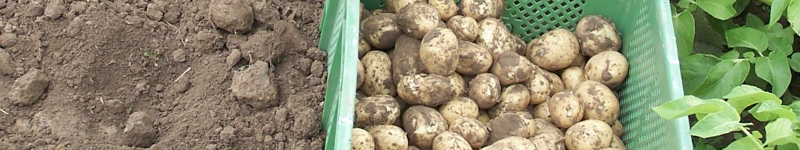 Kisten mit je Kartoffeln, Erde und Kartoffelpflanzen ©Feuerbach